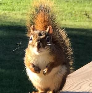 Meet your Posher, Susan